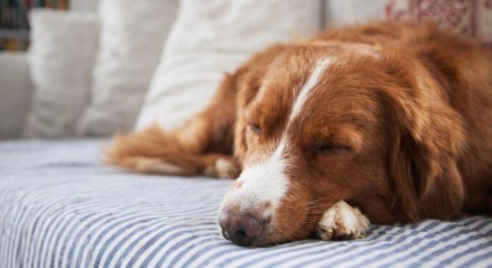 Mit csinál a kutyád, amikor nem vagy otthon – és mit mond ez rólad?