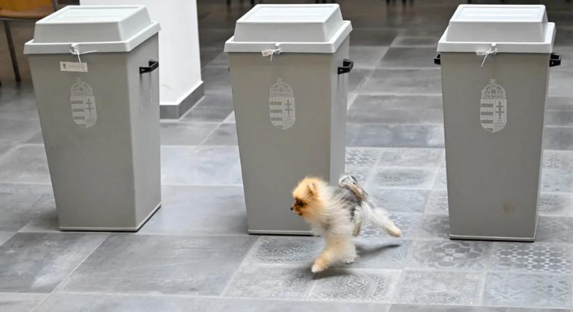 Autokráciában másként működik a verseny, de ha van tét, fokozódik a választási részvétel