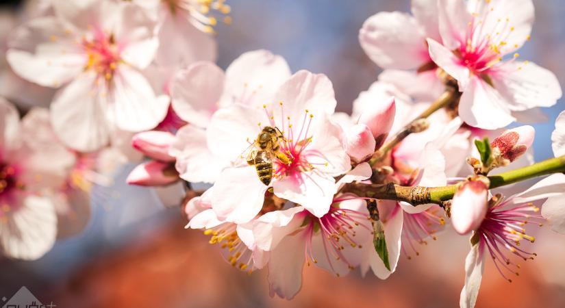Kellemes időt hoz a mai nap, melegebb is lesz kicsit