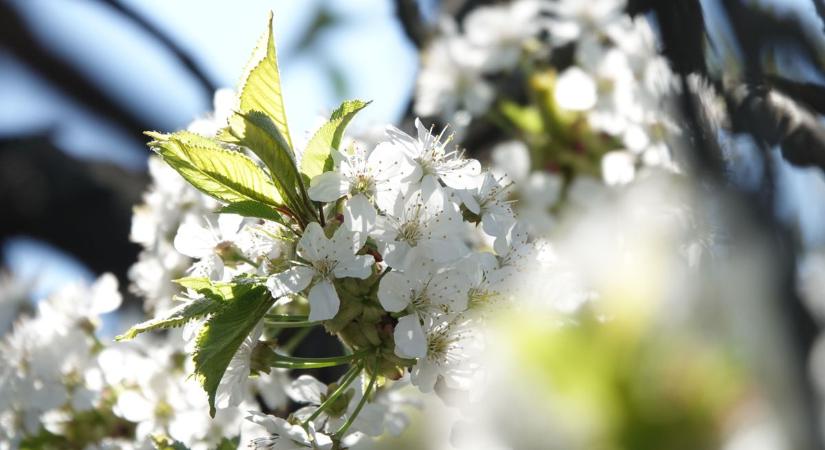 A hó sem marad sokáig: visszatérhet a jó idő szombaton