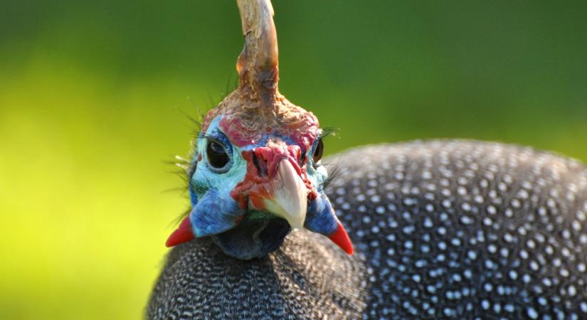 Méregdrága lett ez a magyar húsféle: durva, mennyit kérnek kilójáért