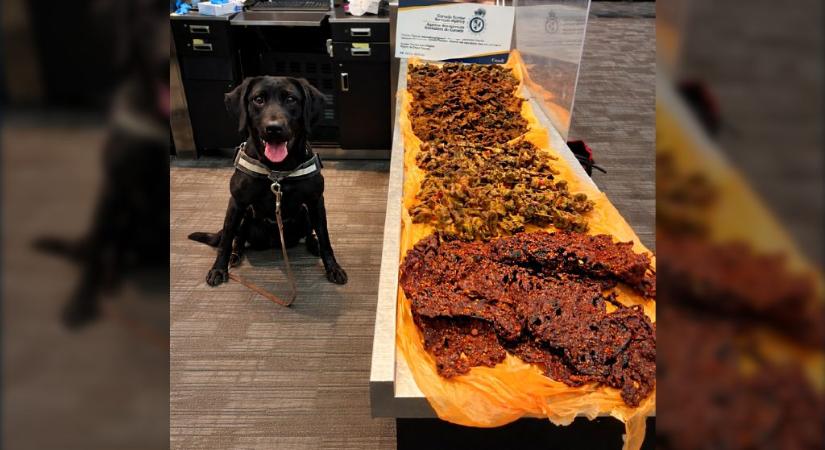 A repülőtéri keresőkutya jelezte, hogy valami furcsa van a bőröndben