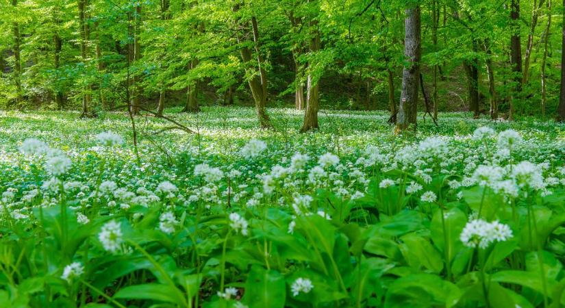 Melegszik az idő szombaton, de még csak 15 fok lesz