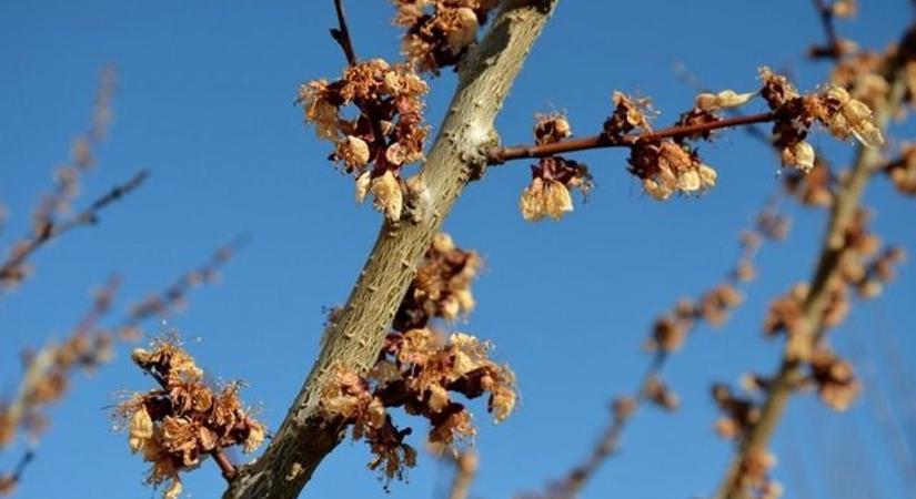 Csapdába ejtette a fákat a korai meleg: drámai csata folyik a gyümölcsösökben a mínuszok ellen