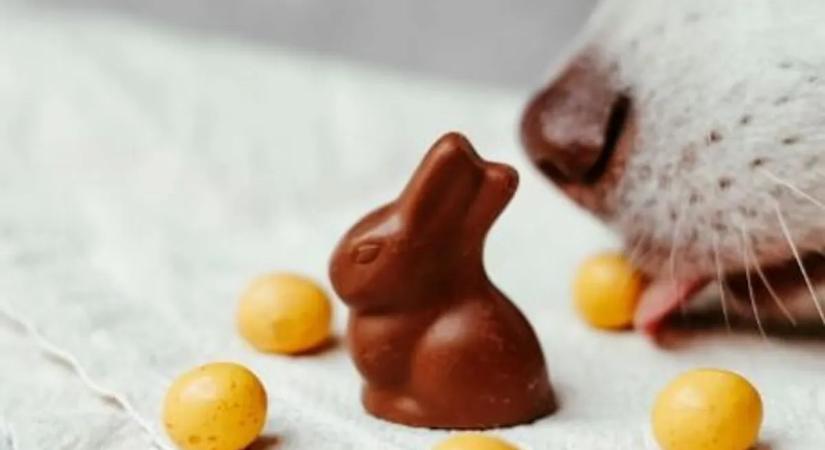 Ne adjon csokit a kutyájának – komoly baj lehet belőle!