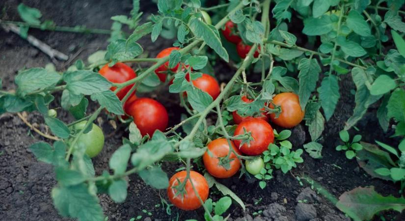 Végzetes hiba a kertben: ezt sokan elrontják a paradicsomnál