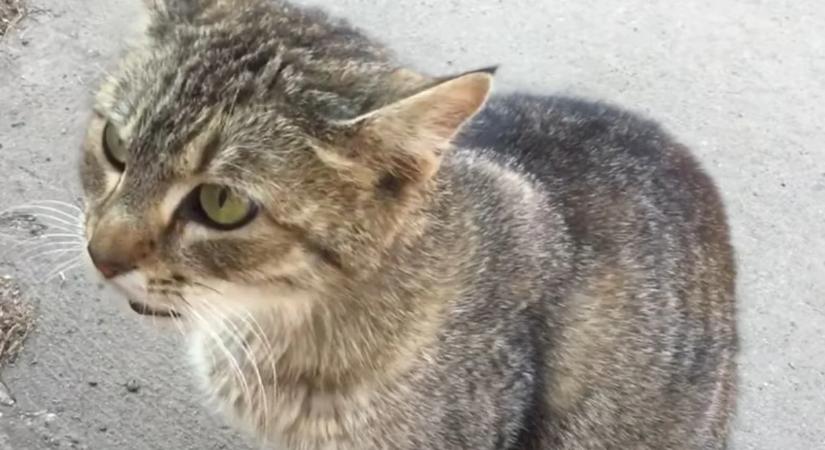 Nem csak a jóllakottság az ok: Japán kutatók rájöttek, miért hagyja félbe az evést a macska