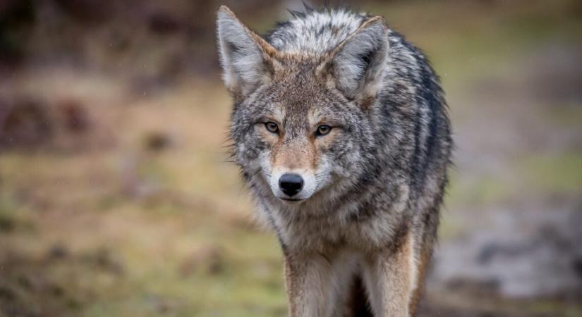 Meghökkentő okok miatt leállt a csomagok kiszállítása egy lakónegyedben