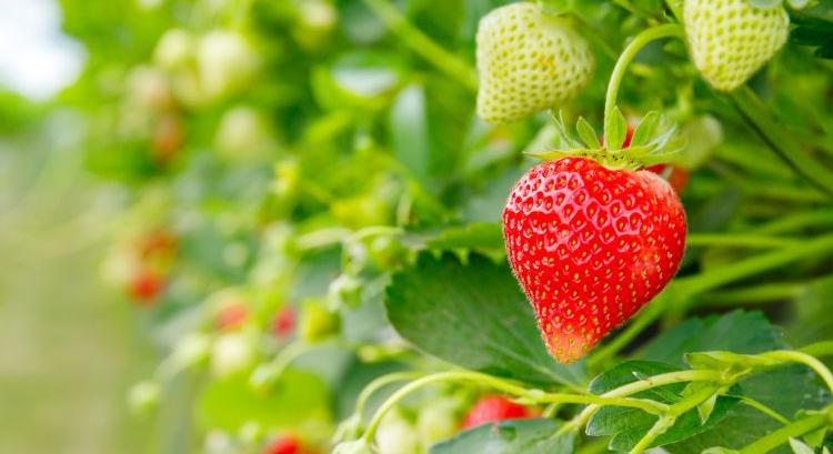 Több a szamóca, esnek az európai árak