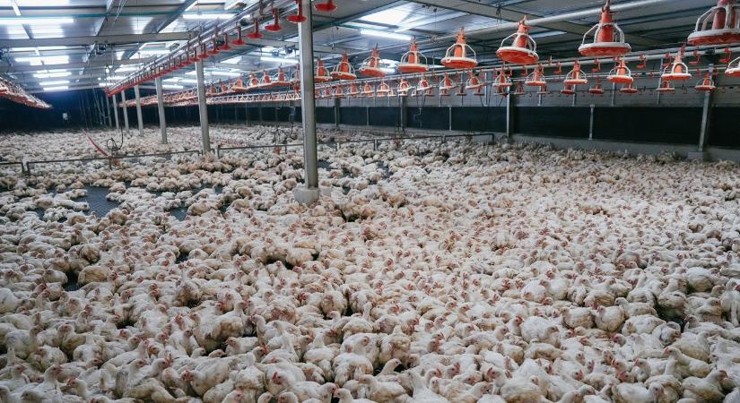 Fermentált takarmány abrakfogyasztóknak? Meglepő hazai innováció kapott elismerést