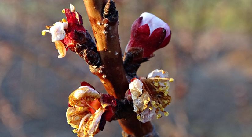 Északkelet kapta az erősebb fagyokat