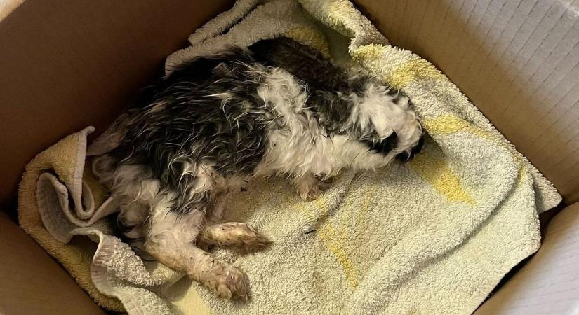 Szívszorító: kidobták a húsvéti ajándékot, átfázva találtak rá az esőben