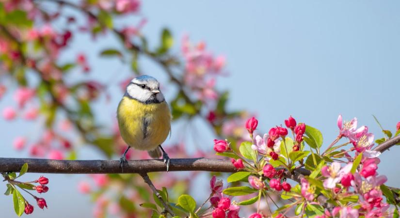Visszatér az igazi tavasz? Ilyen lesz az időjárás szombaton
