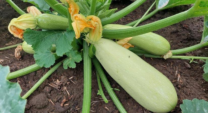 Ez a tökféle a magyarok új kedvence: annyi terem, hogy még a szomszéd is jól jár