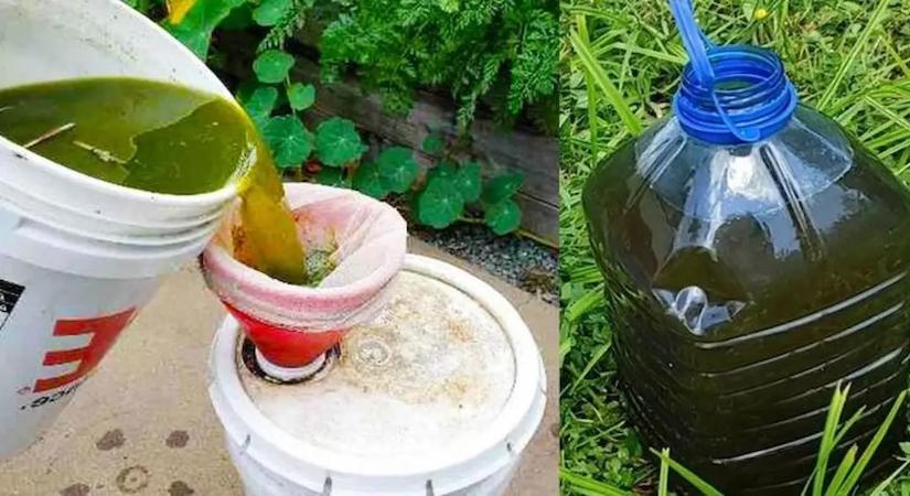 Ez toronymagasan a leghatékonyabb, természetes talajjavító módszer