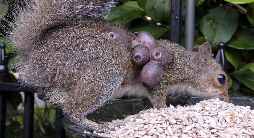 Morbid látvány az erdőben: állatok bőre alá petéznek a bagócslegyek