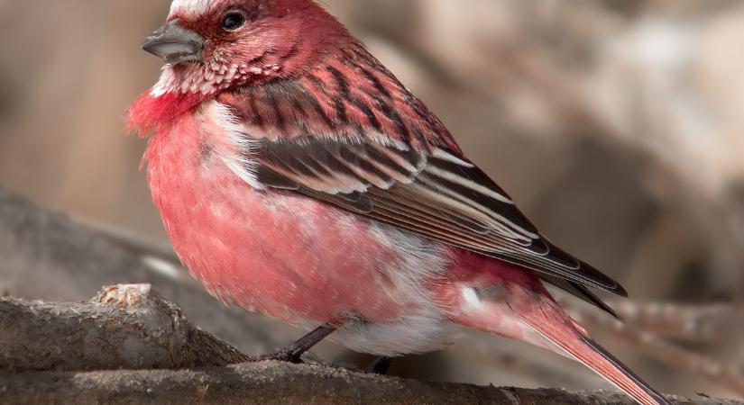 Magyarország madarai: a rózsás pirók