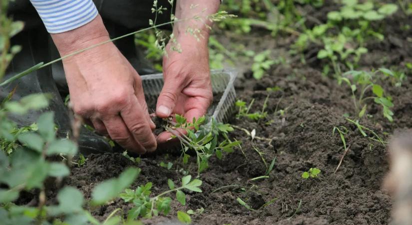 Rengeteg magyar ülteti ezt most a kertjében, Ön köztük van?