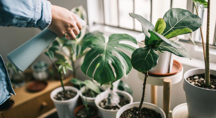 Ez a 8 növény mindent kibír