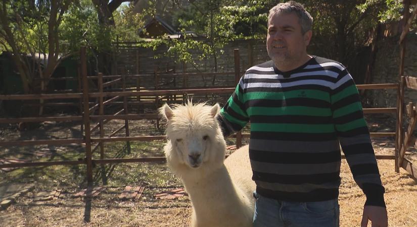 Alpaka és kenguru egy magyar kertben: így él Dr. Korom Ágoston