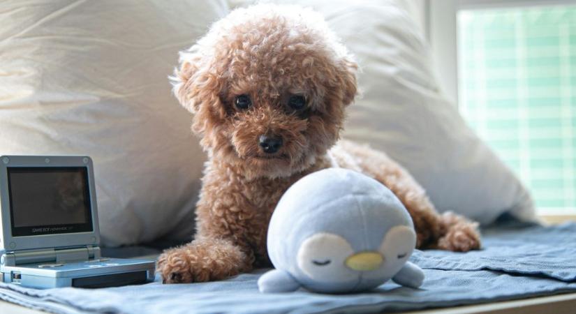 Állatorvos: lista a 10 legegészségesebb kutyafajtáról, amikkel a legkevesebb a baj