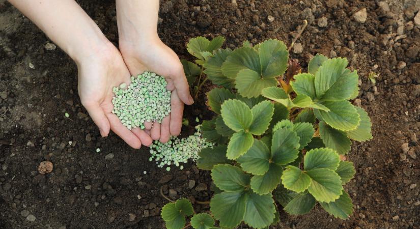 Ha hiány lesz műtrágyából, akkor nagyon komoly gond lesz a világban