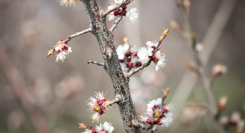 Veszélyben a magyarok kedvenc gyümölcse: soha nem látott drágulás jöhet