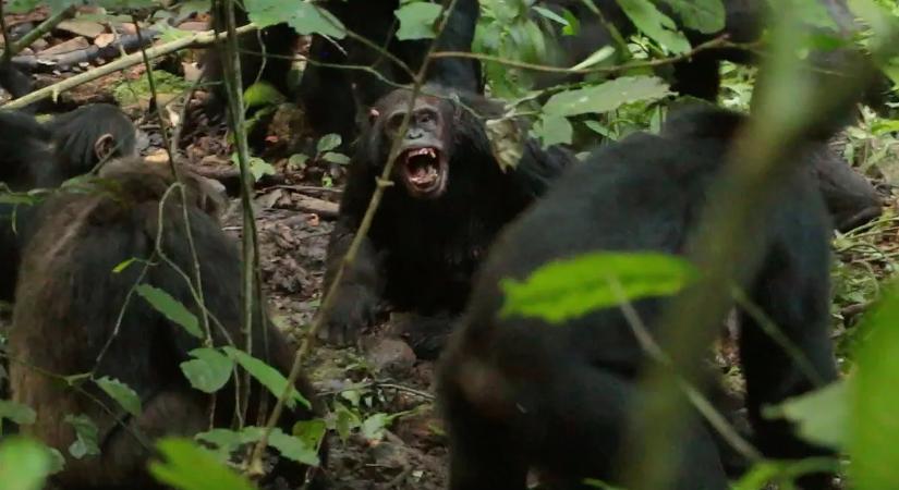 Először rögzítették: halálos erőszak egy csimpánz „polgárháborúban”