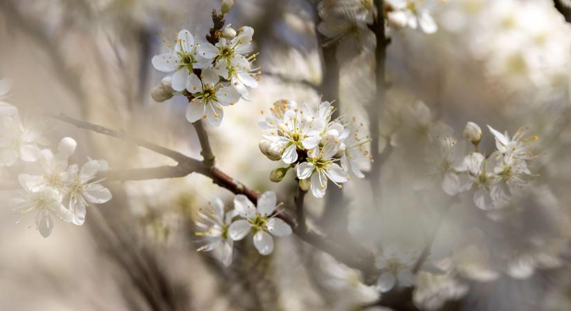 Időjárás: kell-e esernyőt vinni a választásra? Elmondjuk.