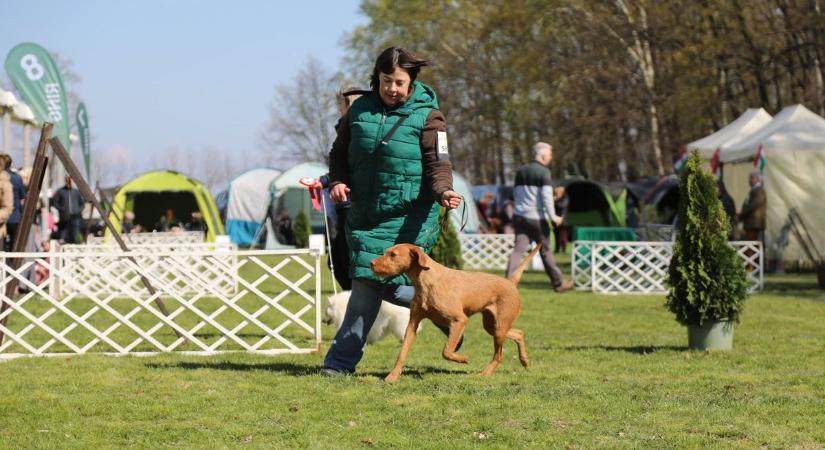 Elözönlötték a kutyák a hajdú-bihari várost