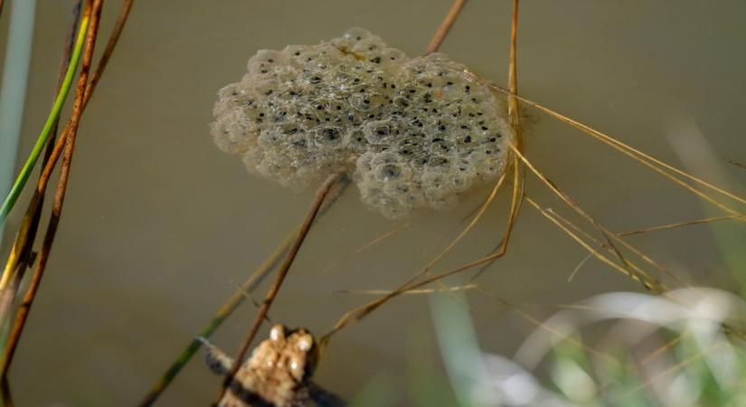 A barna varangyok drámai násza