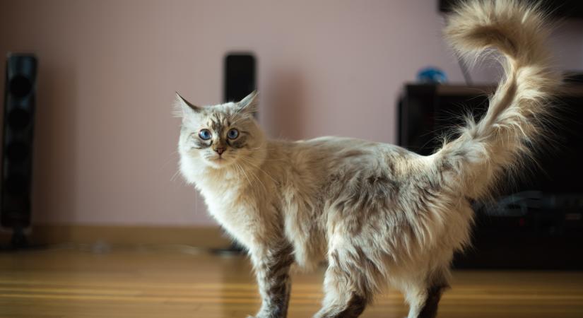 Bűzmirigy kisokos – állatorvost kérdeztünk, mit tegyél, ha szivárog a macska hátsó fele