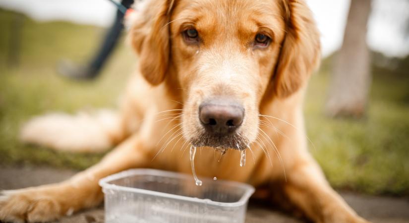Ennyi vizet kell innia a kutyának: komoly bajt okozhat, ha nem figyelsz rá