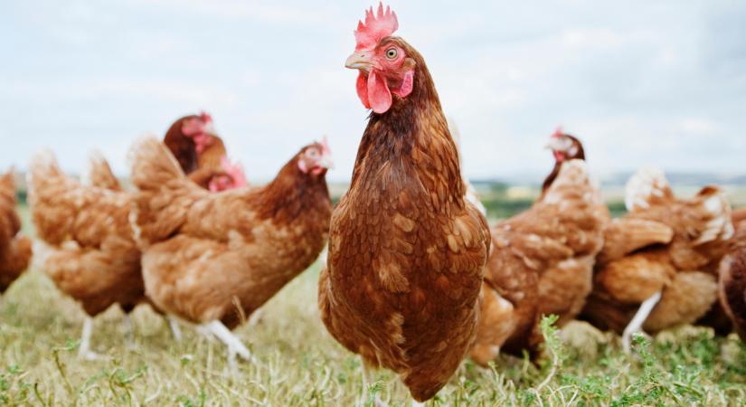 Fellélegezhetnek a magyar állattartók, de erre most nagyon kell figyelniük