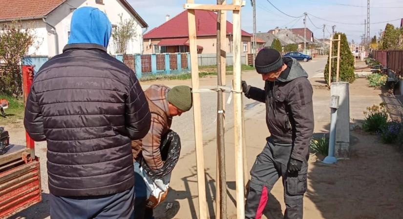 Tovább zöldül a város – már telepítik az újabb fákat