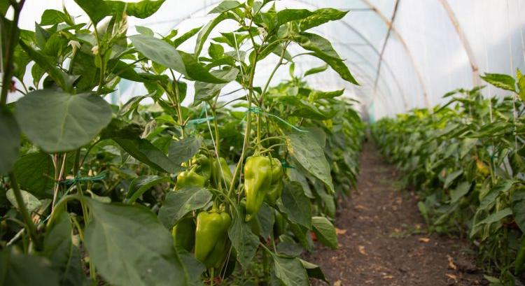 A paprika öntözése többé nem megérzés kérdése