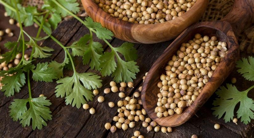 Veszélyes fűszert hívtak vissza: ezt a koriandert ne edd meg!