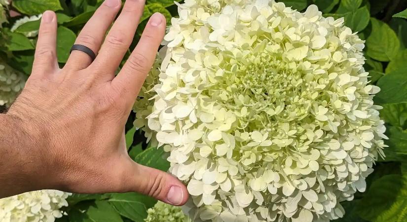 Így gondozd a hortenziát, hogy roskadozzon a virágoktól