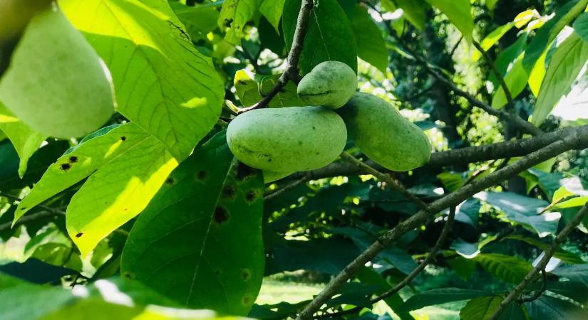 Ez a szuperegészséges trópusi gyümölcs simán nő a kertekben, a magyarok mégsem ültetik