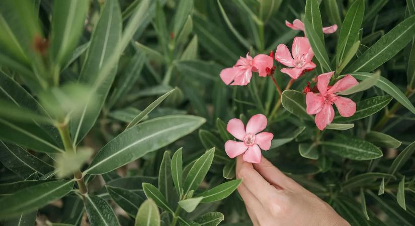 Majdnem kidobták a leandert, ez az 1 trükk teljesen megmentette