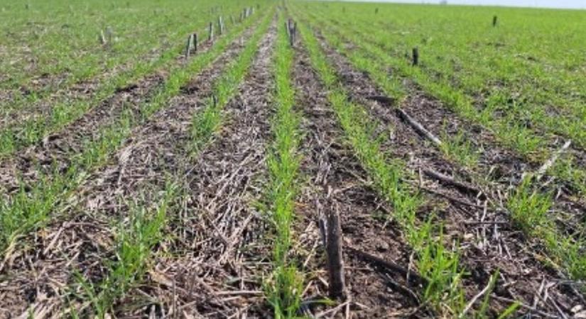 Félmilliárd éves technológia mentheti meg a magyar búzát az aszálytól