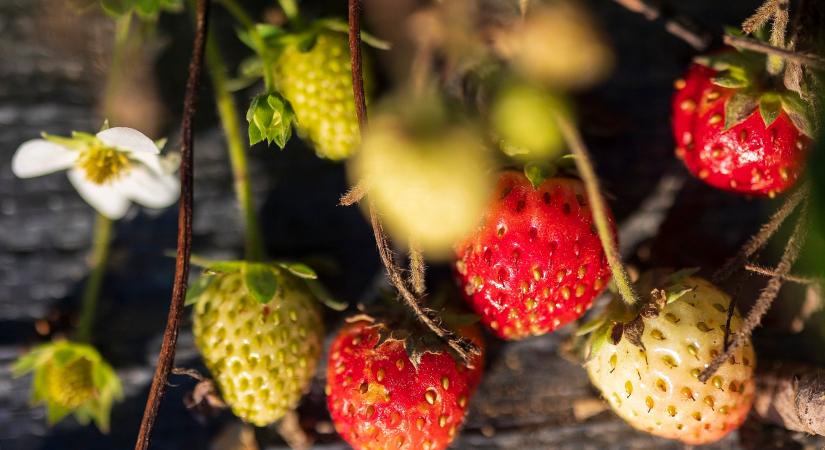 Sorsdöntő hajnal előtt állunk: nagy veszély érkezhet