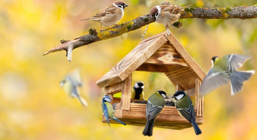 Te is eteted a madarakat ezekben a hónapokban? Most közölte a madárvédelmi egyesület, sokat árthatsz nekik!