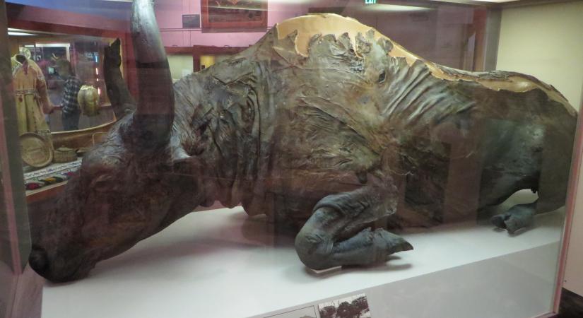 50 ezer éve elpusztult ősbölényből főztek maguknak pörköltet a kutatók