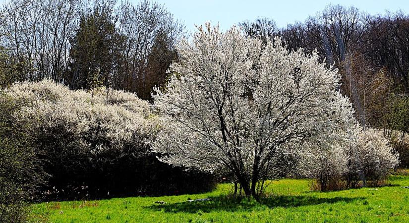 Kökényvirágos göcseji utak mentén (galéria)