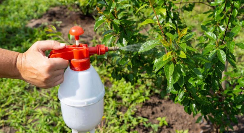 Már virágzik a barack, de egyetlen fertőzés mindent tönkretehet