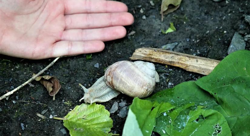7 növény, amit ha elültetsz búcsút inthetsz a csigáknak a kertedben