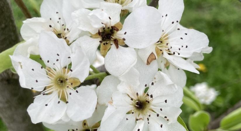 Megint alma nélkül maradhatunk? Brutális a fagykár! Vagy valami más...?