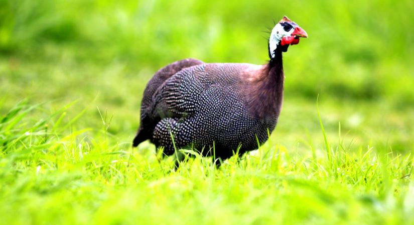 Prémium ár, génmegőrzési tét: 4000 forint felett is lehet a gyöngytyúk kilója