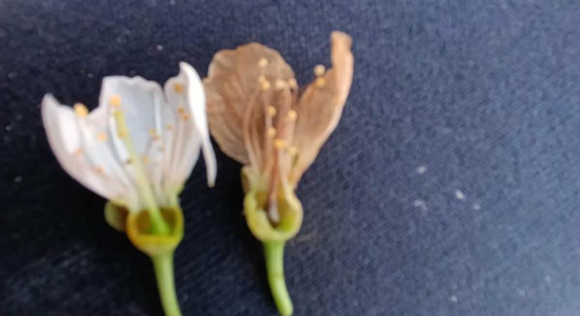 Tarolt az éjszakai fagy - Fekete április